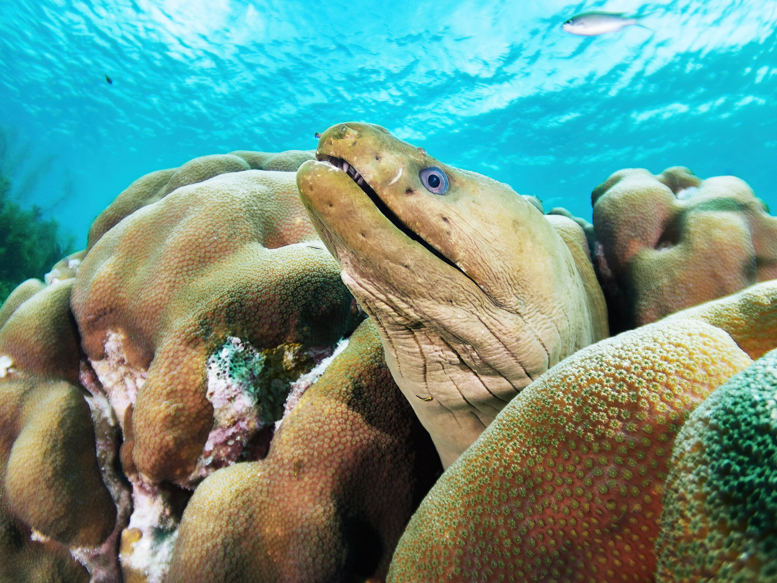 Gymnothorax funebralis green moray muréna Bonaire freedivinf divinf freediver