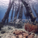 Salt pier Bonaire diving freediving freediver