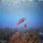 Sepioteuthis sepioidea oliheň karibská bonaire diving freediving freediver