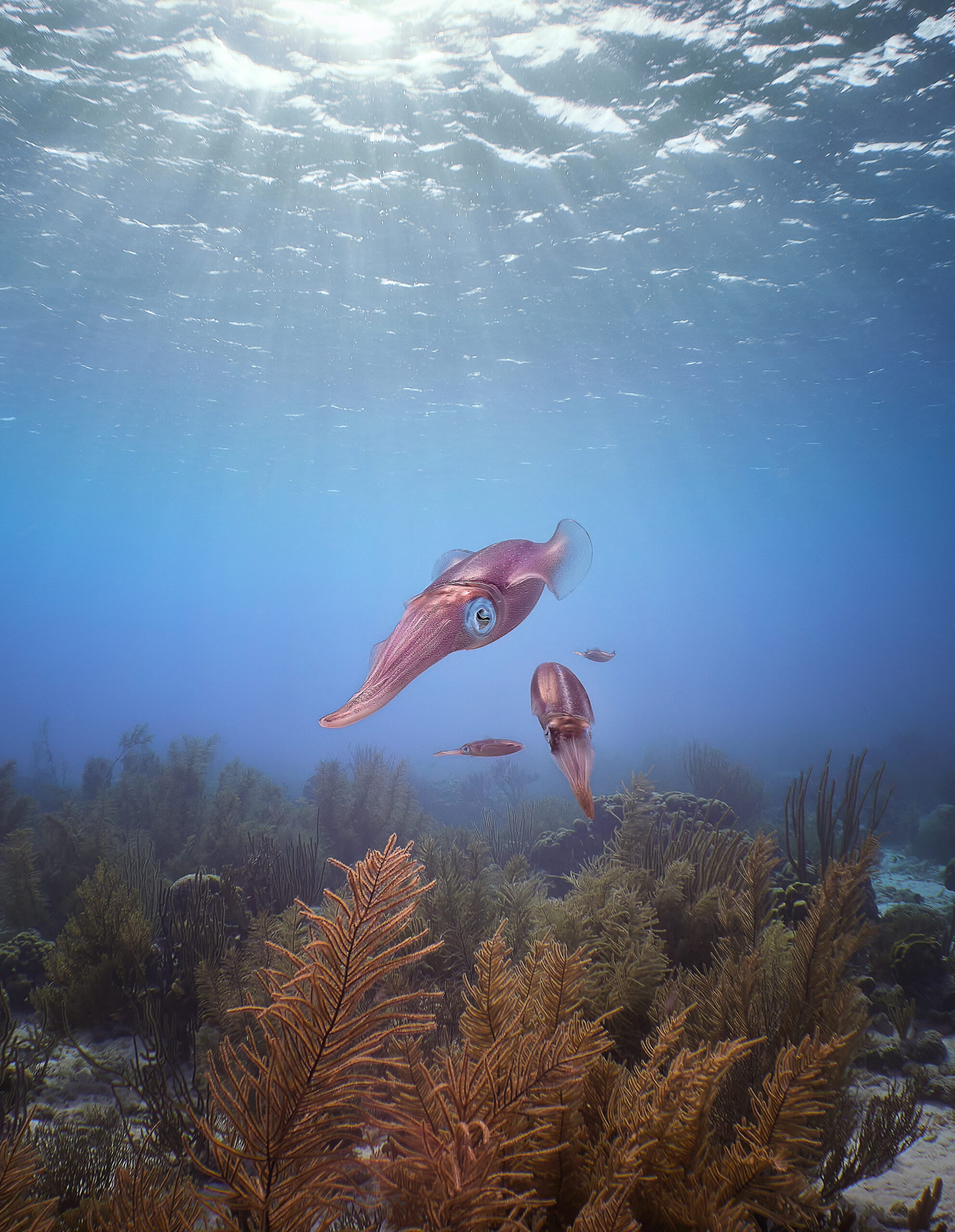 Sepioteuthis sepioidea oliheň karibská bonaire diving freediving freediver