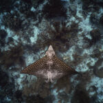 Aetobatus narinari spotted eagle ray trnucha diving freediving bonaire freediver