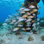 Salt pier bonaire freediving diving