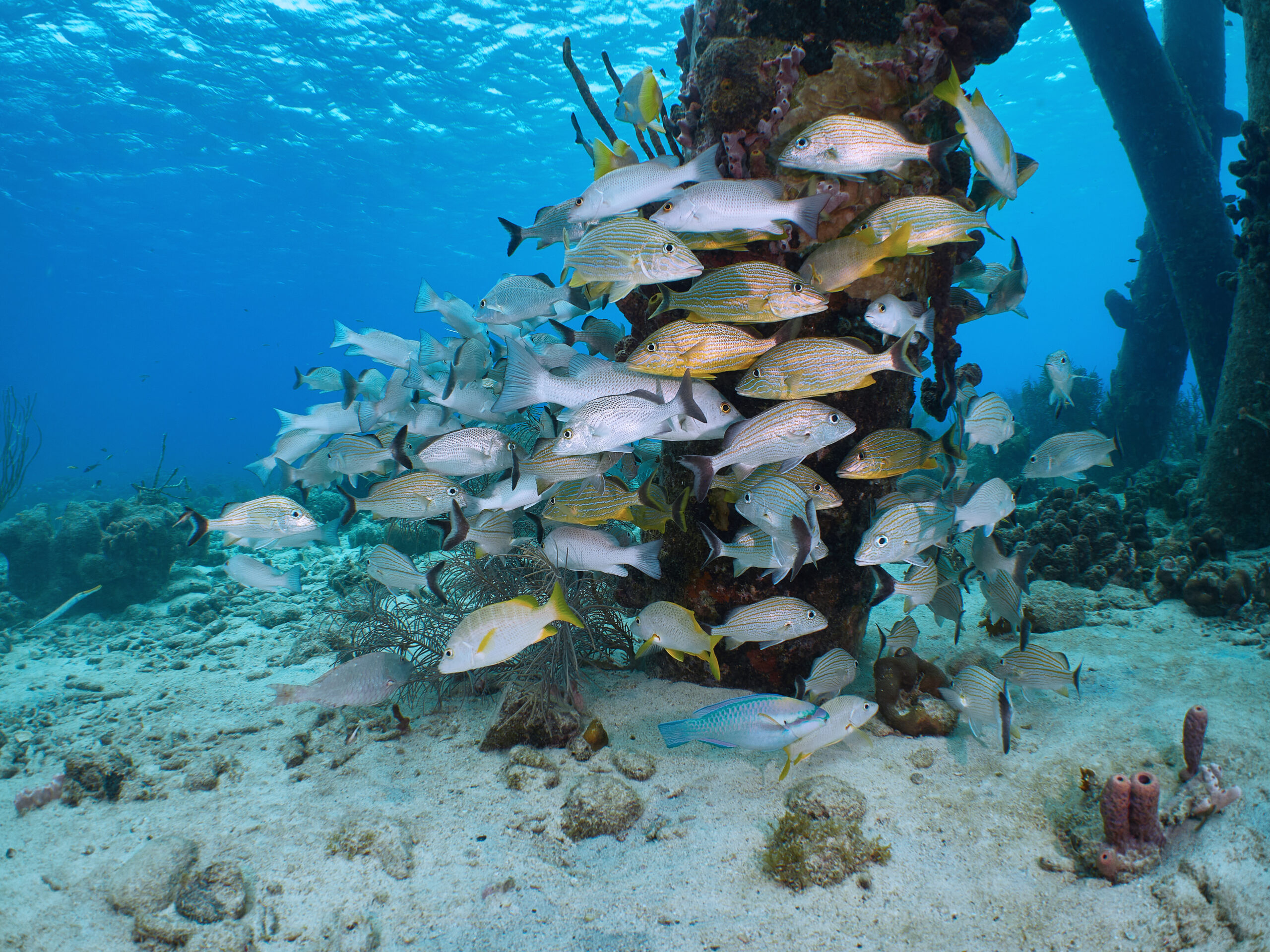 Salt pier bonaire freediving diving 