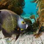 Pomacanthus paru Bonaire Freediving Diving Freediver