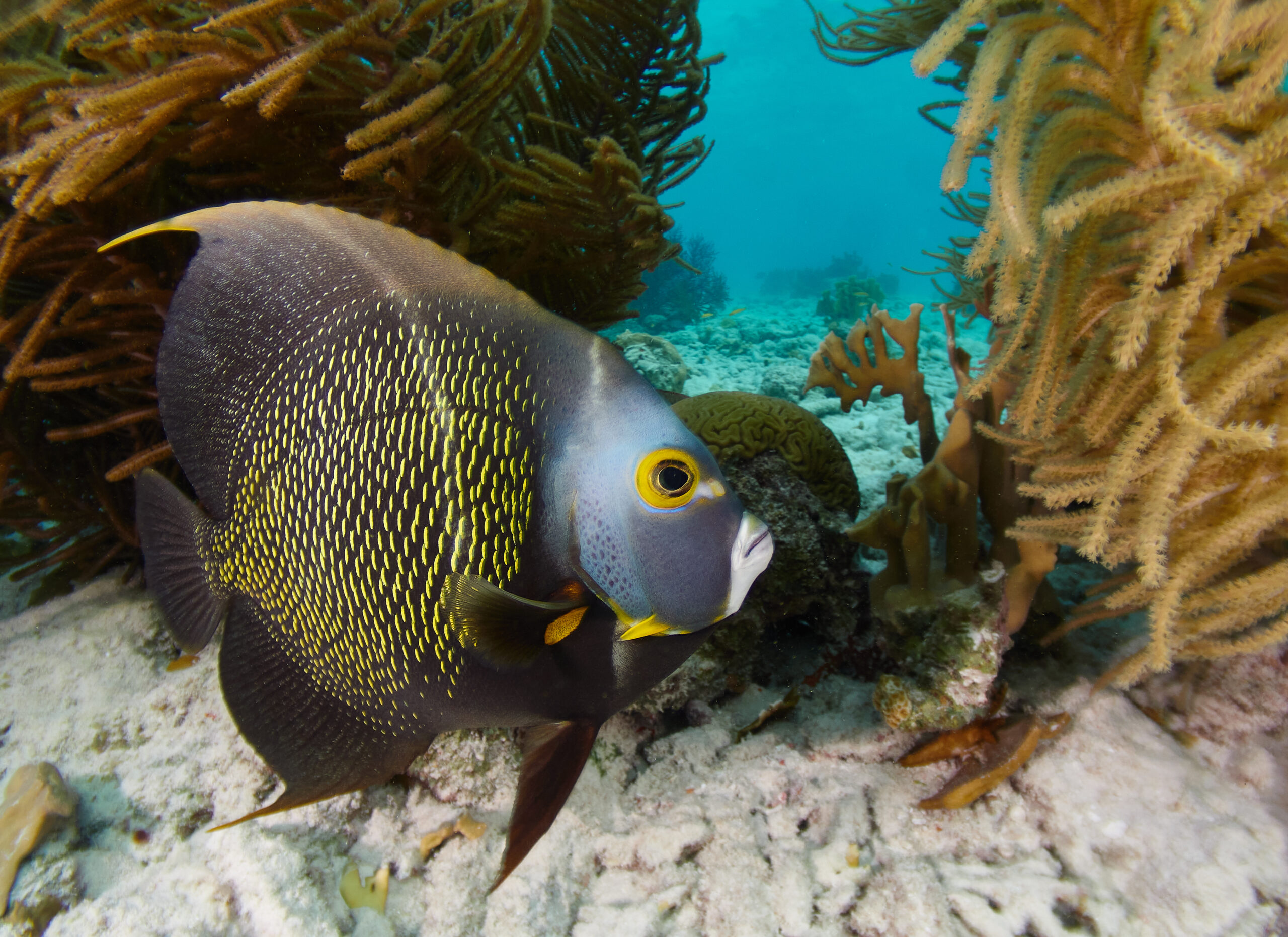 Pomacanthus paru Bonaire Freediving Diving Freediver