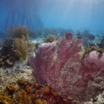 Salt pier @ Bonaire freediving diving freediver