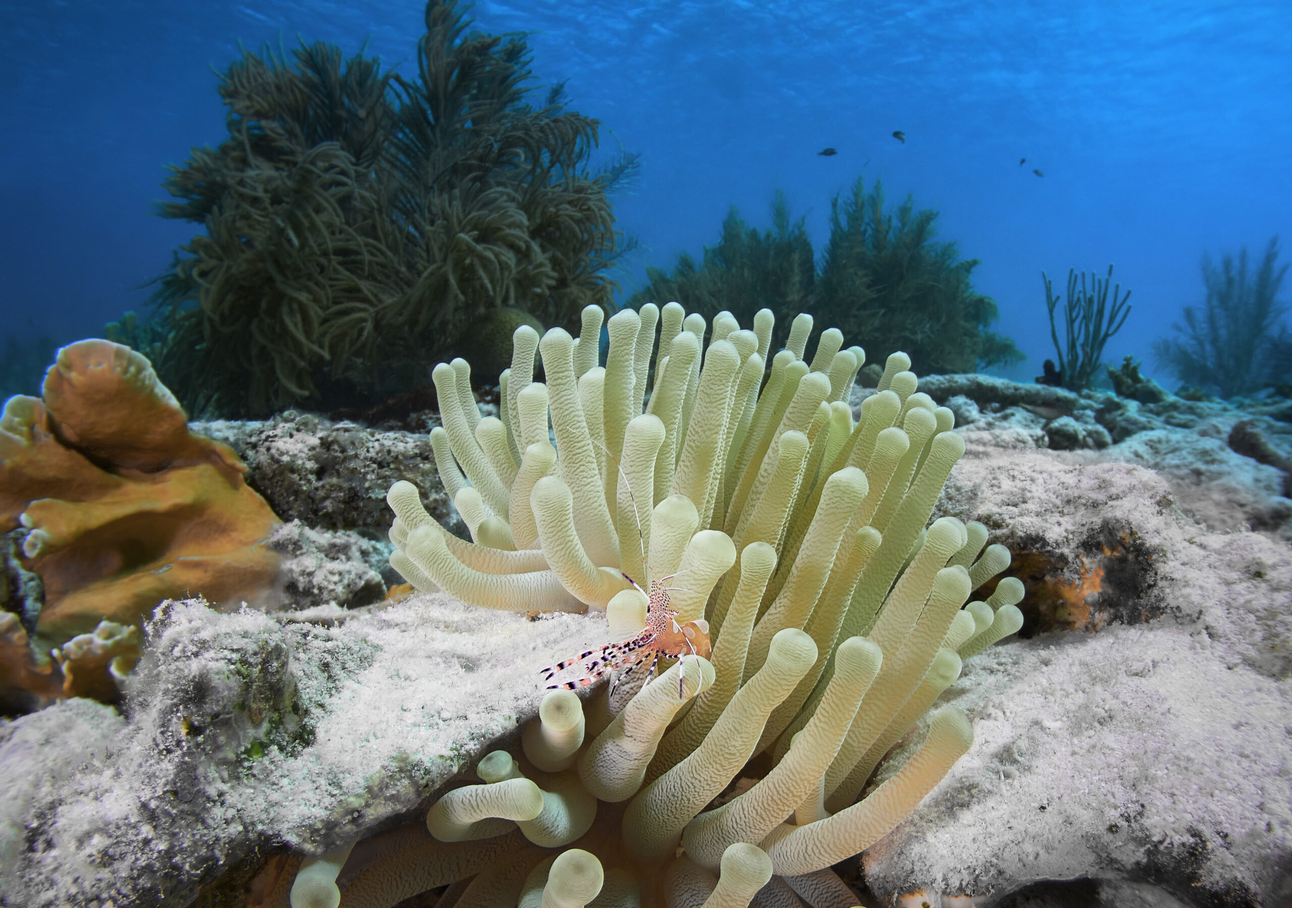 Periclimenes yucatanicus kreveta freediving sasanka bonaire divin freediver