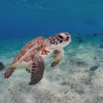 Chelonia mydas želva kareta bonaire freediving, diving freediver