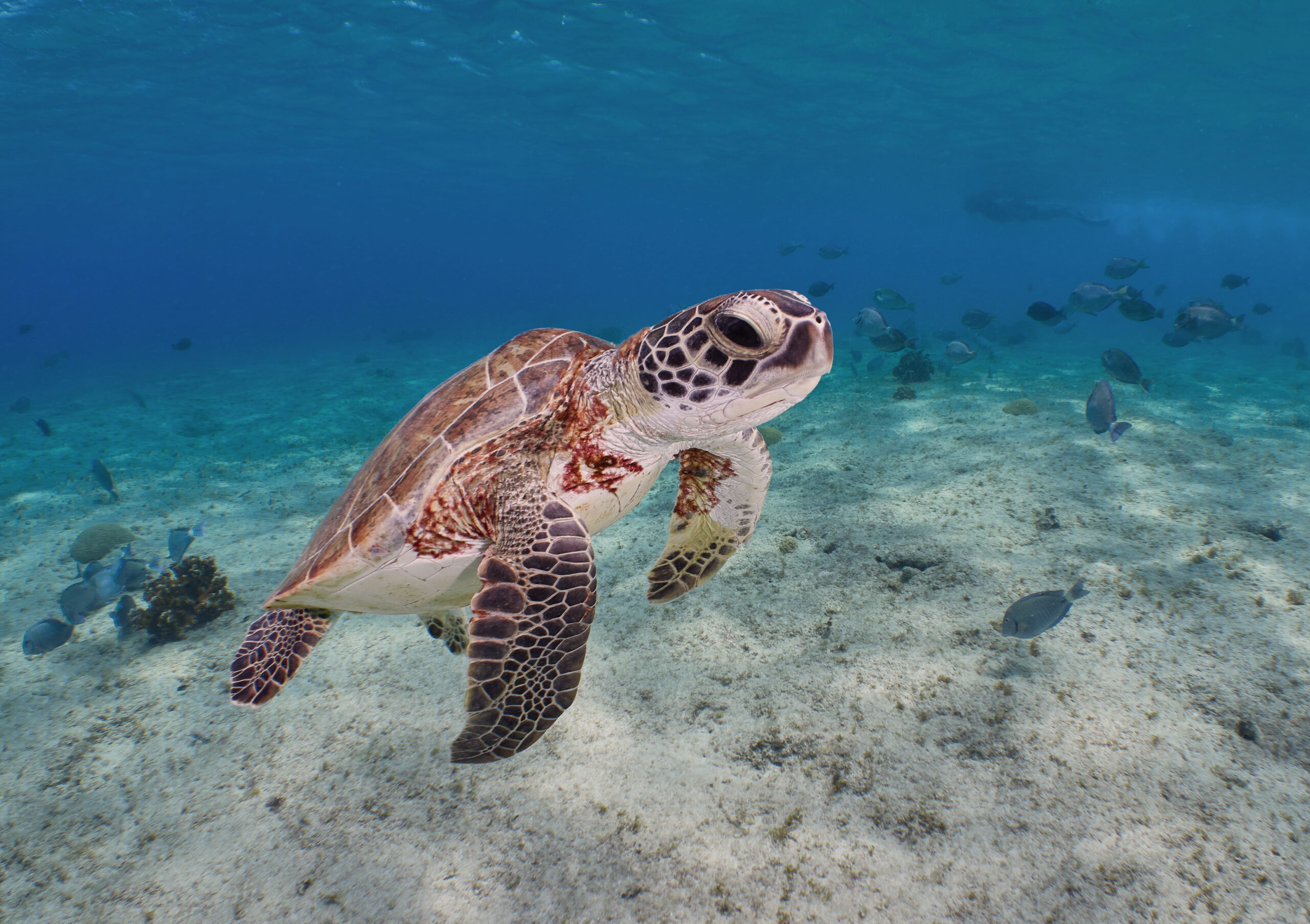 Chelonia mydas želva kareta bonaire freediving, diving freediver