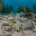 Bothus lunatus platýz diving bonaire freediving freediver