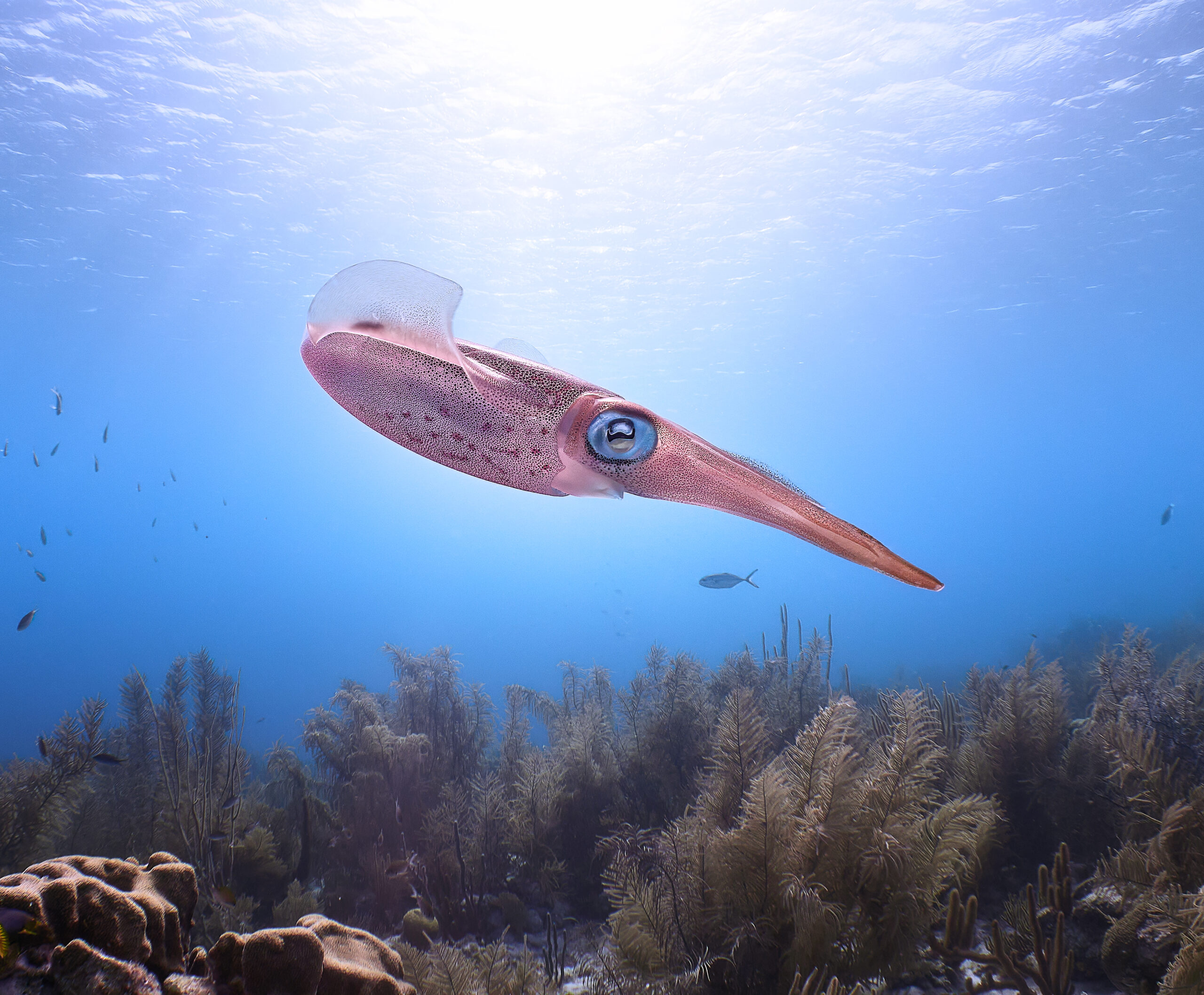 Sepioteuthis sepiodea Oliheň karibská Freediving diving Bonaire freediver