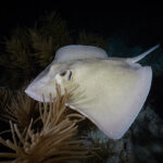 Dasyatis americana freedicing bonaire diving freediver