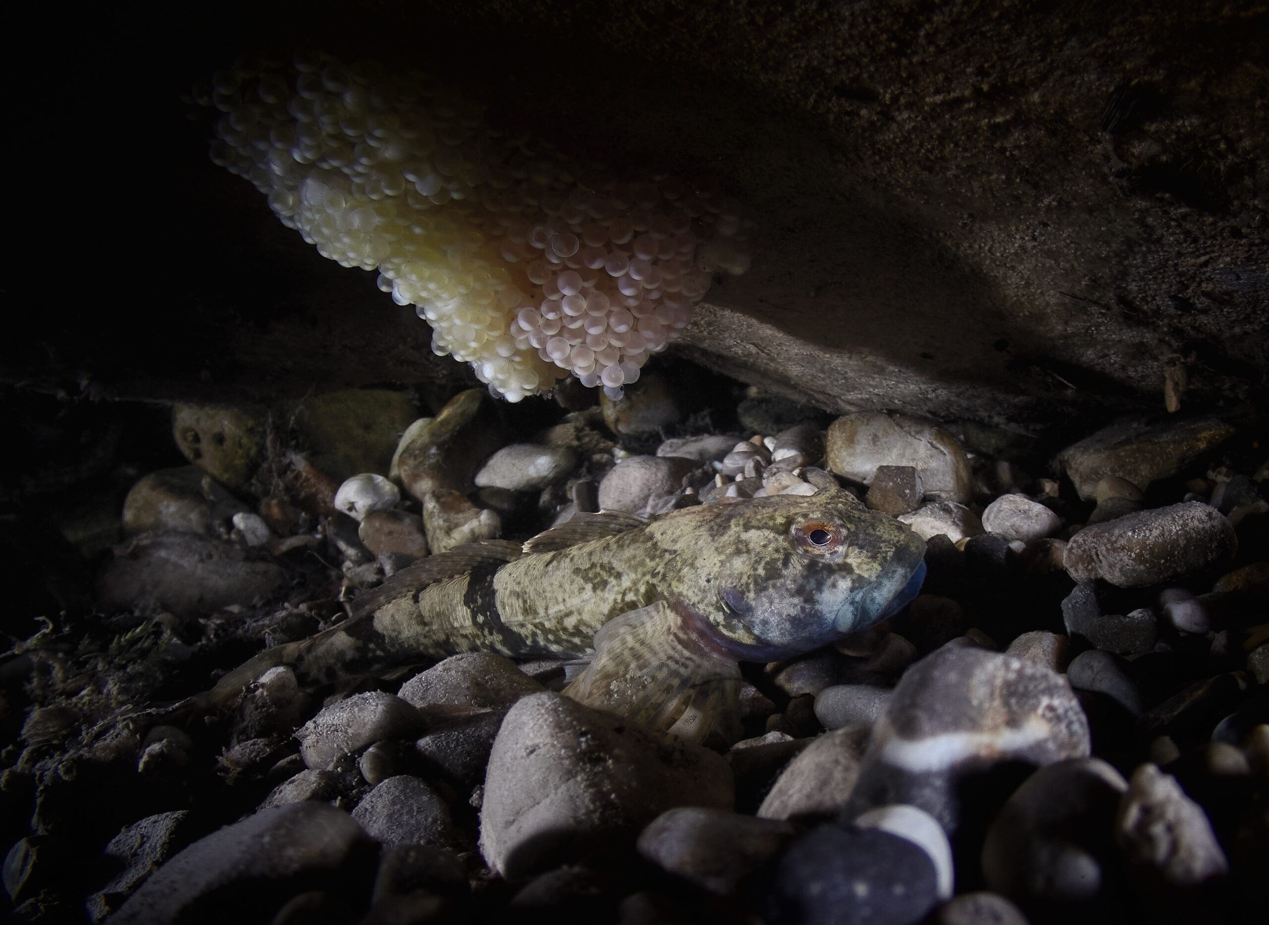 Vranka obecná Cottus gobio tření jikry fish eggs fish spawning bullhead