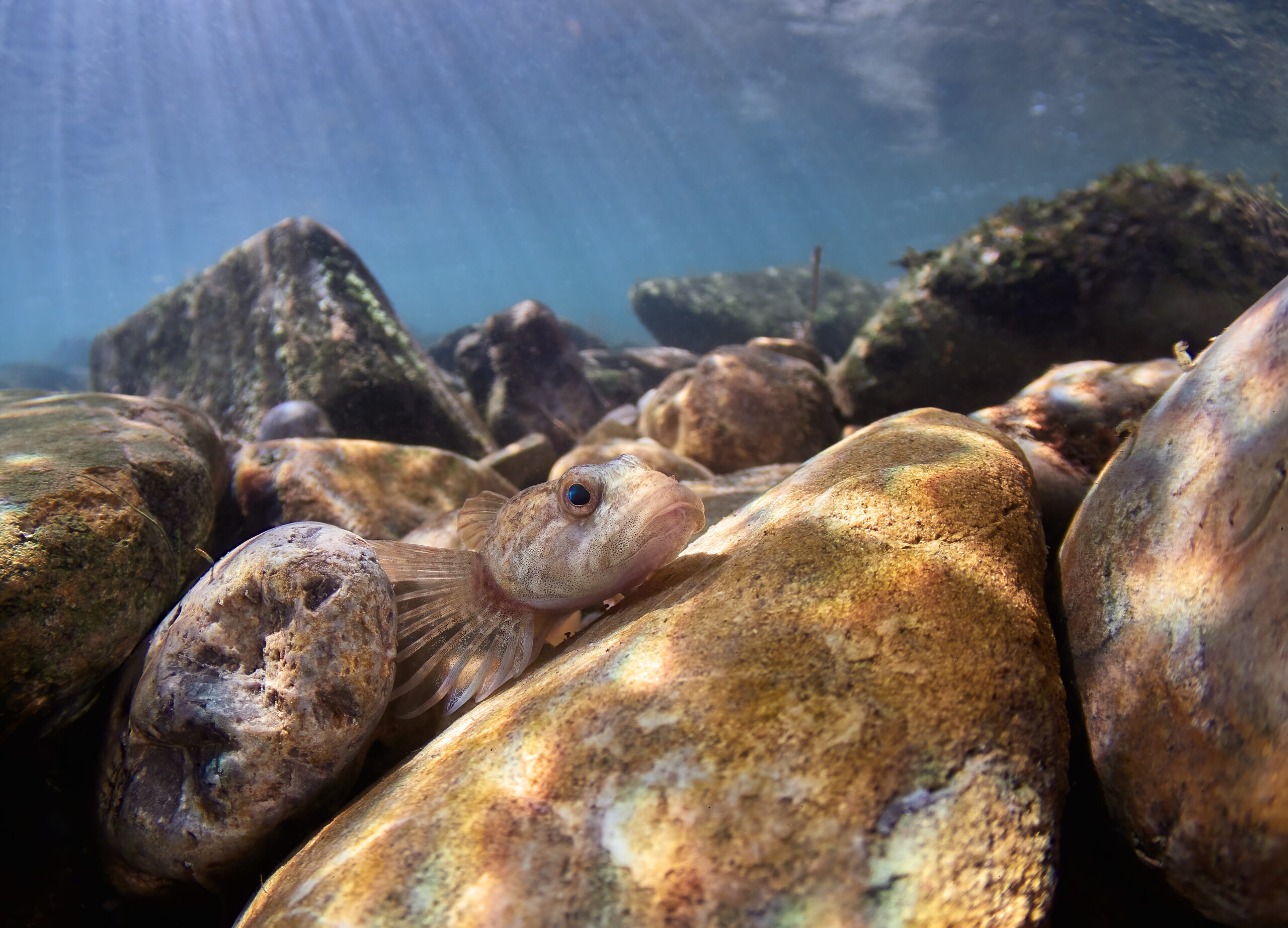 Vranka obecná Cottus gobio bullhead