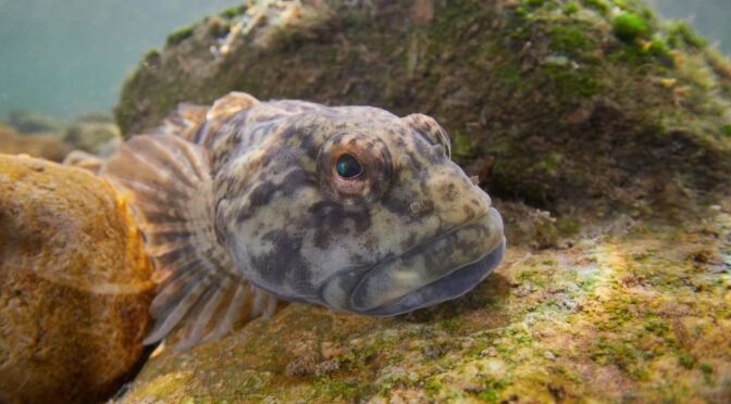 Vranka obecná Cottus gobio tření jikry fish eggs fish spawning bullhead