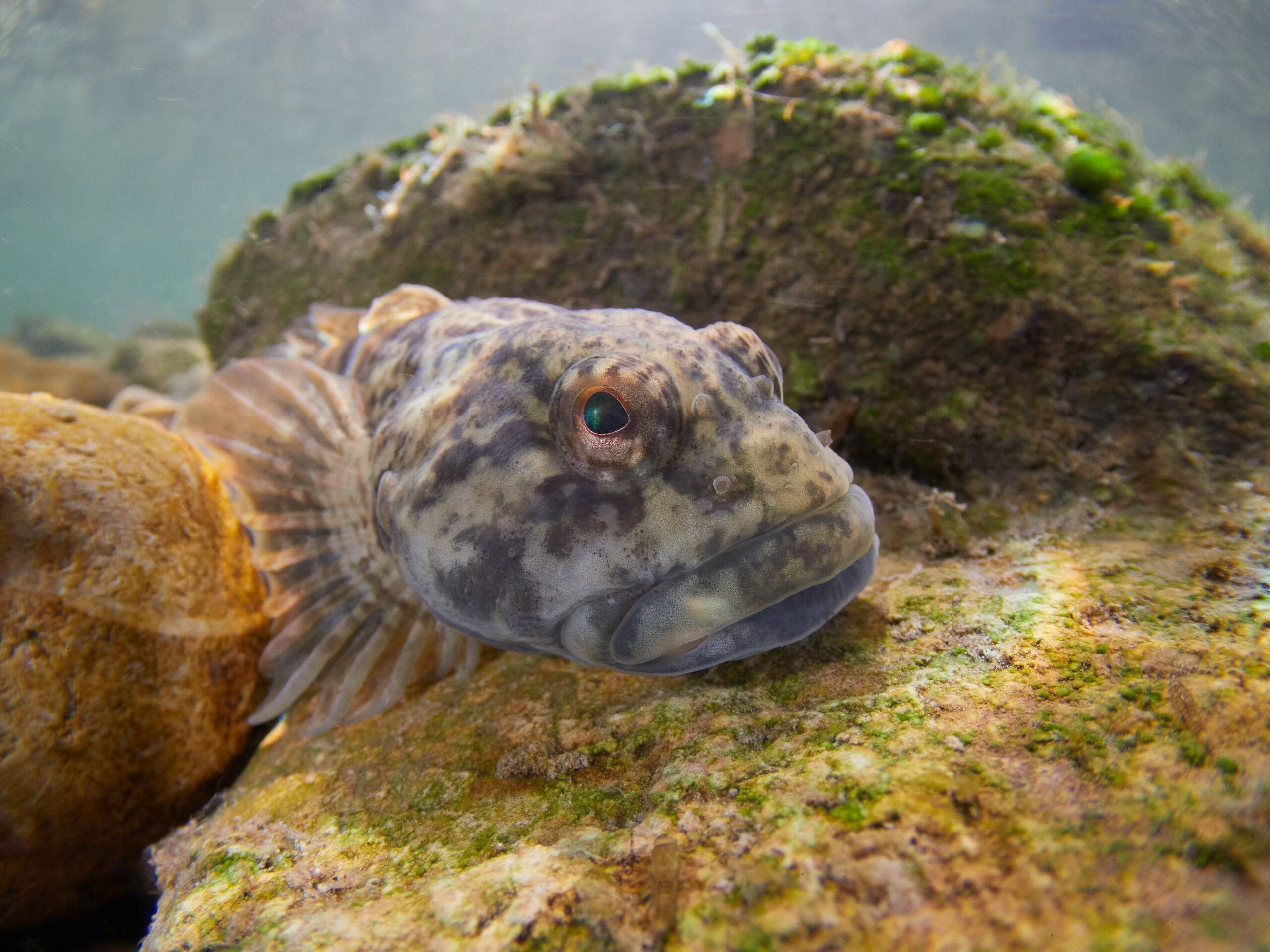 Vranka obecná Cottus gobio tření jikry fish eggs fish spawning bullhead