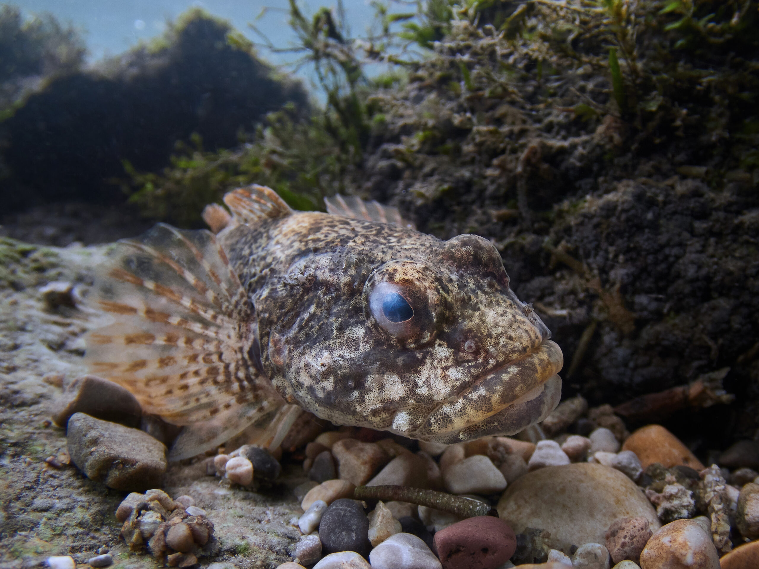 Cottus gobio vranka obecná bullhead