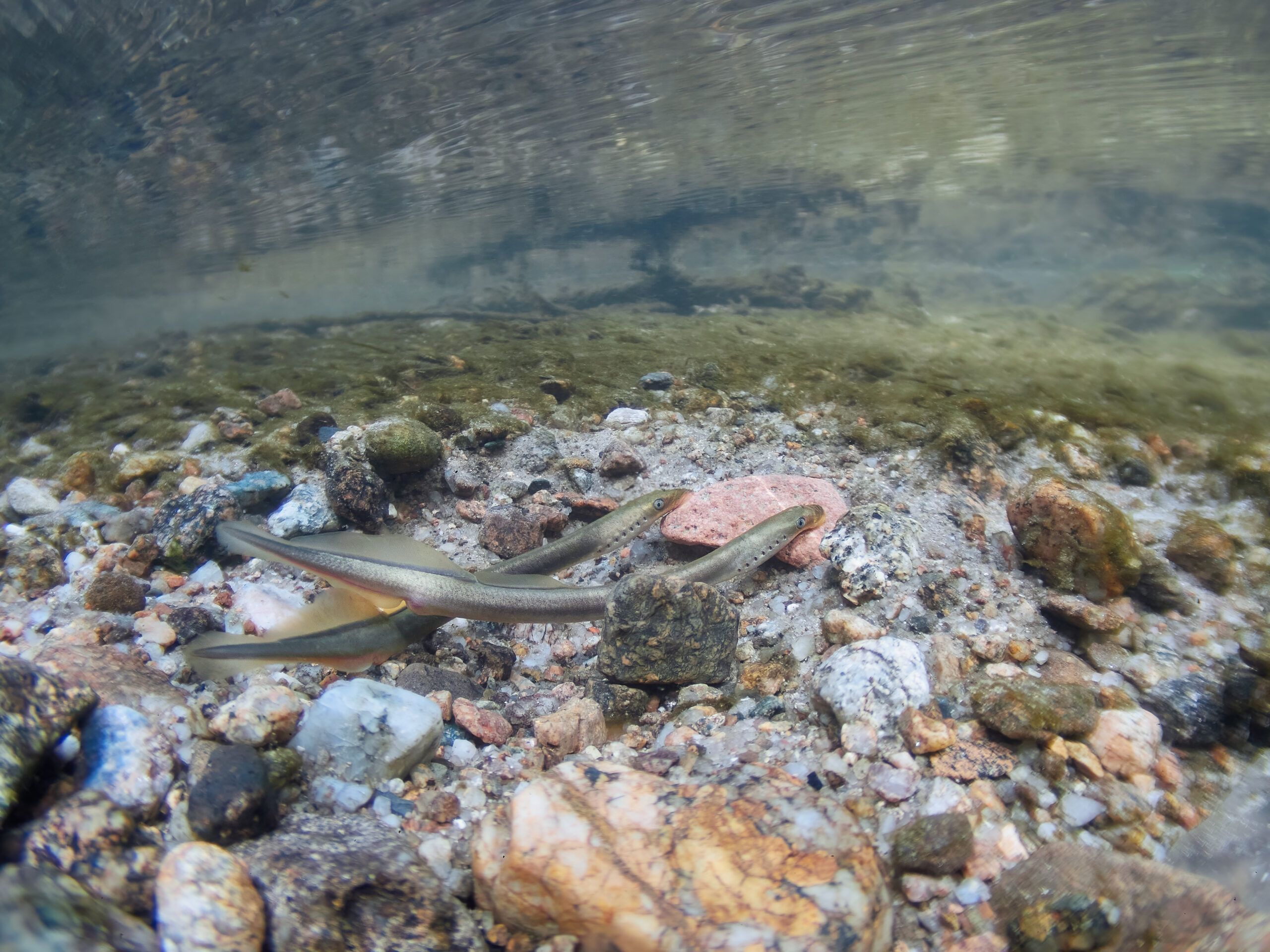 Mihule potoční (Lampetra planeri) Brook lamprey Sandpiper
