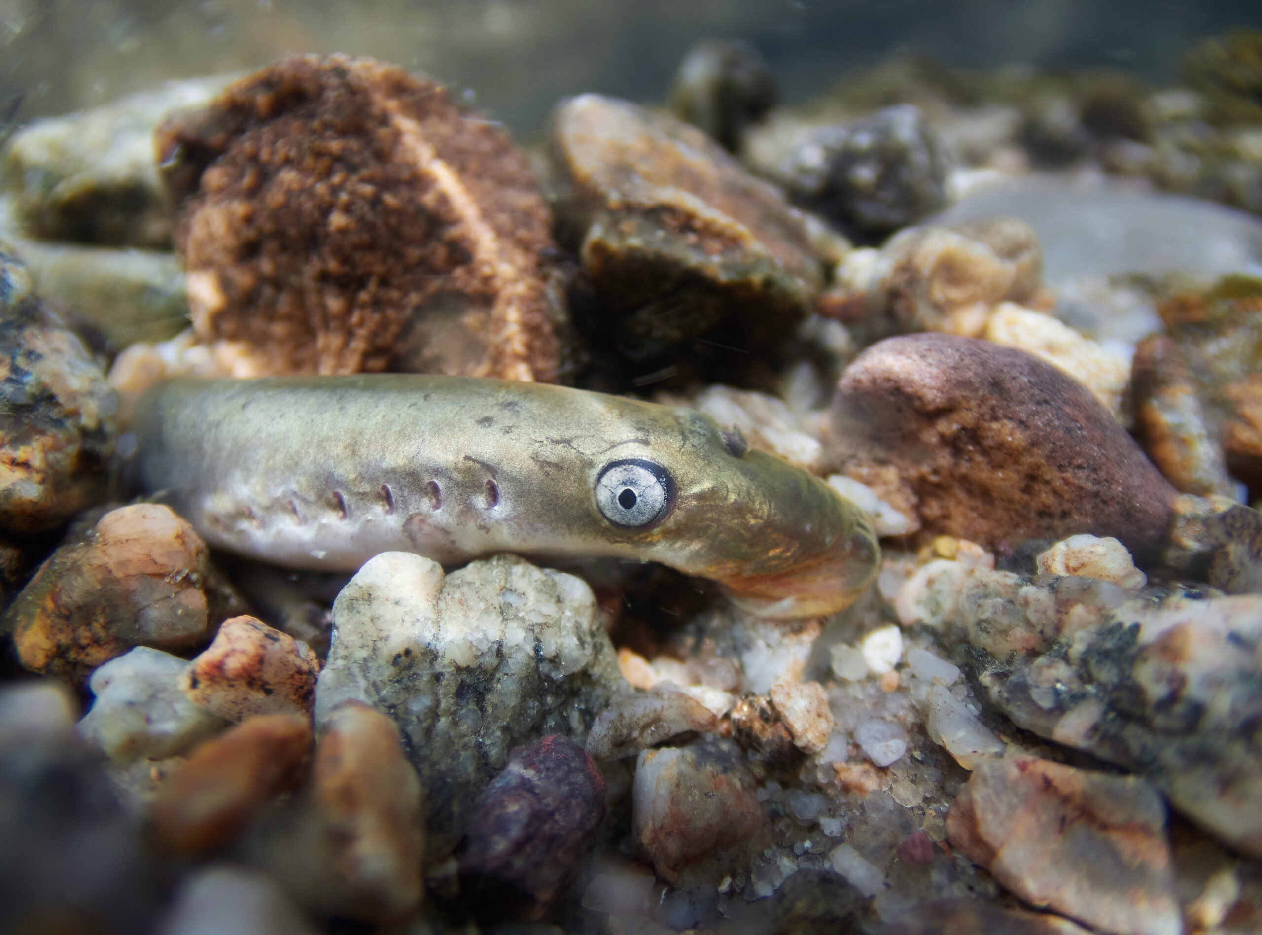 Mihule potoční (Lampetra planeri) Brook lamprey Sandpiper