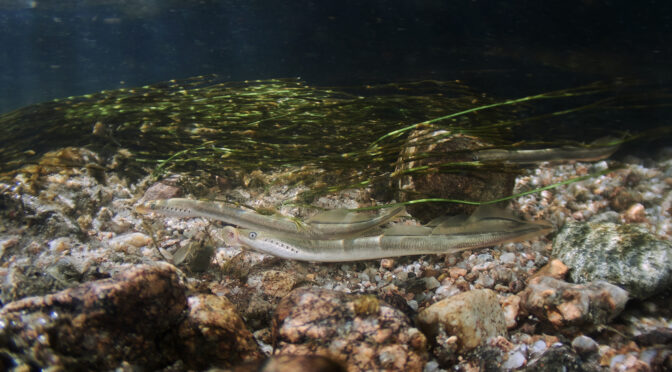 Lampetra planeri mihule potoční sandpiper lamprey diving underwater