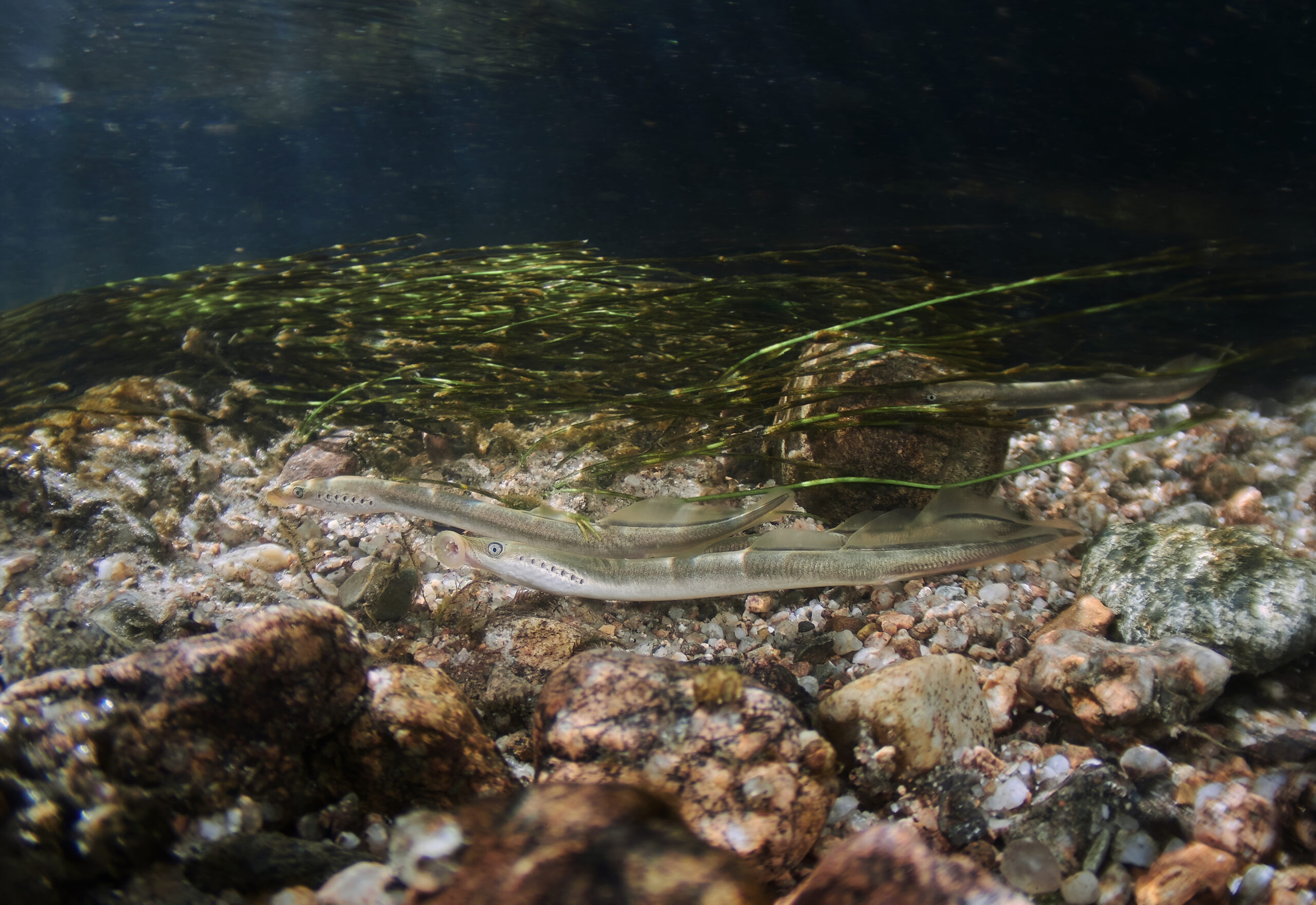 Lampetra planeri mihule potoční sandpiper lamprey diving underwater 