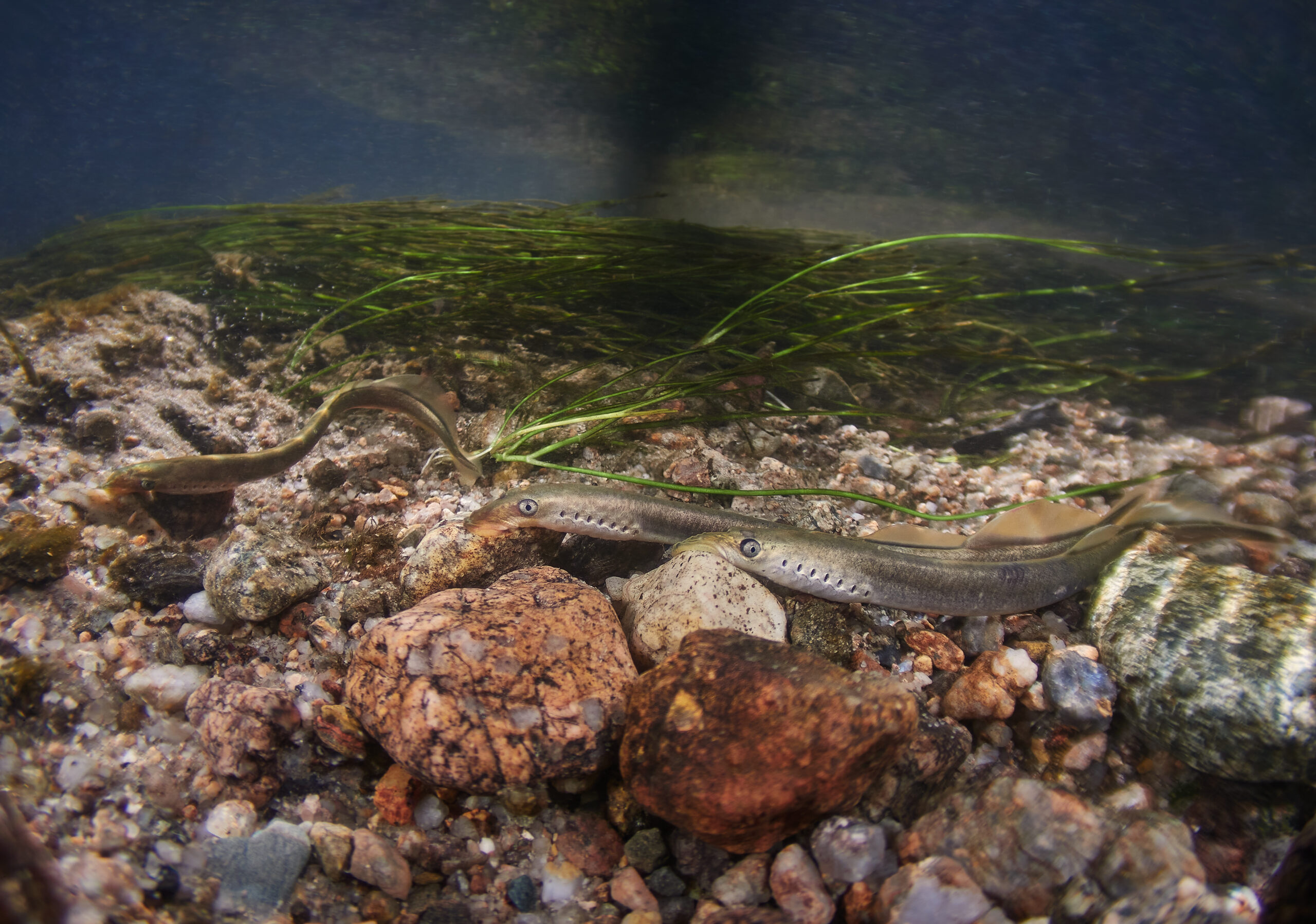 Lampetra planeri lamprey  sandpiper underwater pod hladinou mihule potoční diving freediving