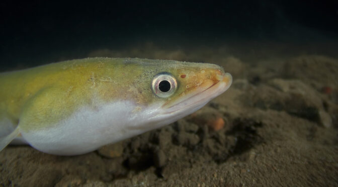 Anguilla anquilla underwater eel úhoř říční uhor diving frrediving photo