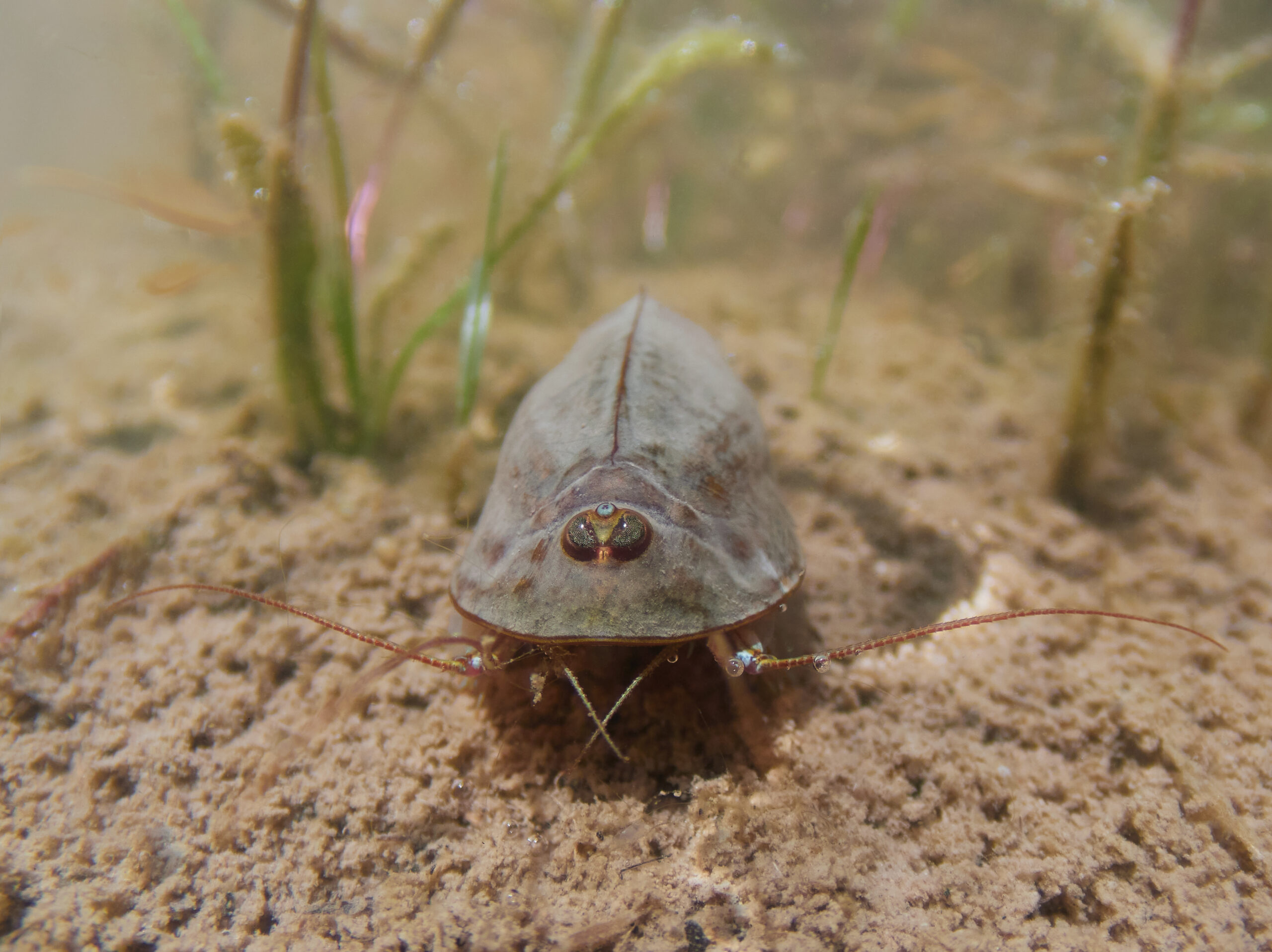 listonoh letní Triops cancriformis European tadpole shrimp underwater freediving diving