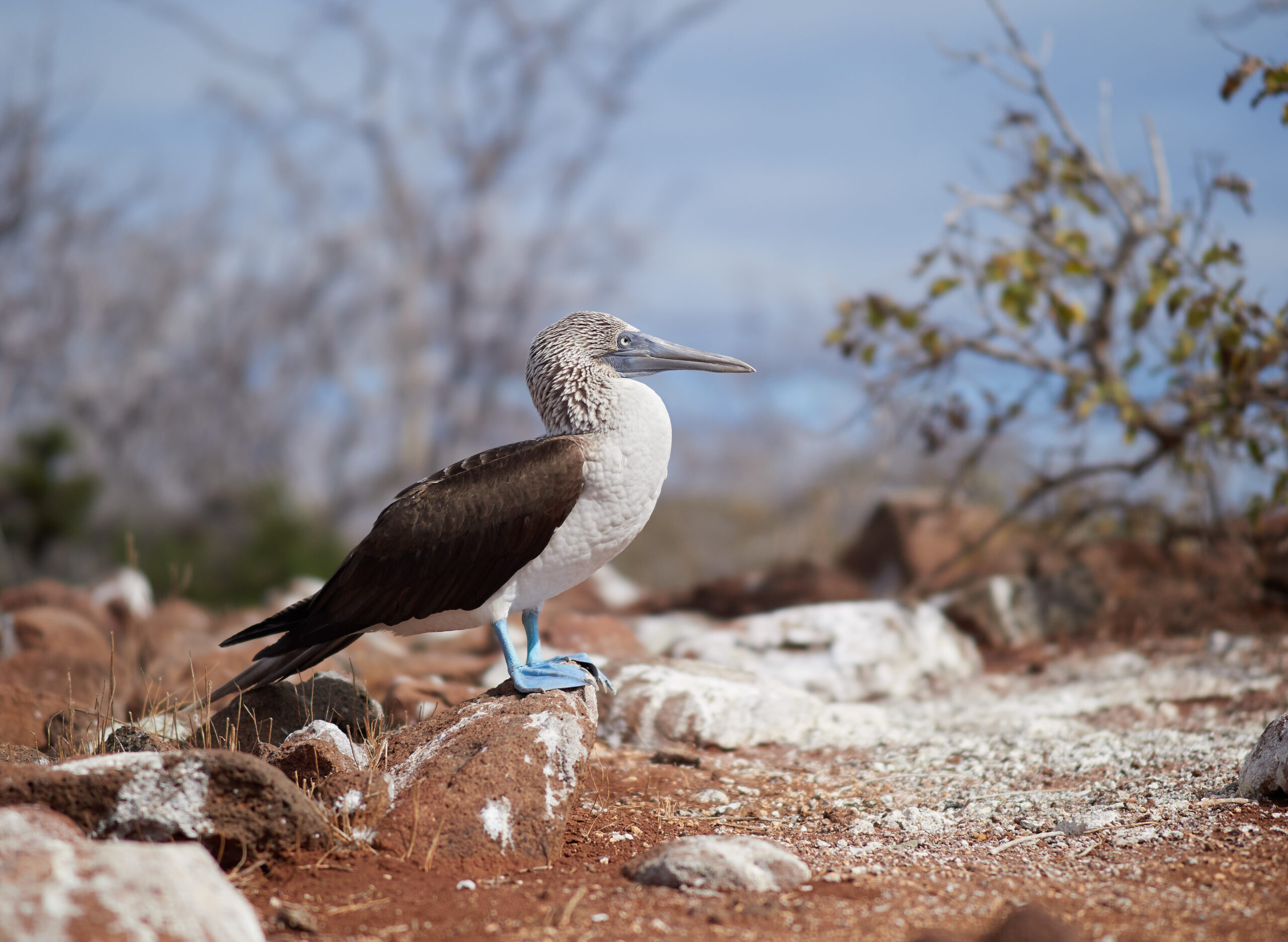Isla Seymour Norte – Blue-footed booby (Sula nebouxii) / Terej modronohý