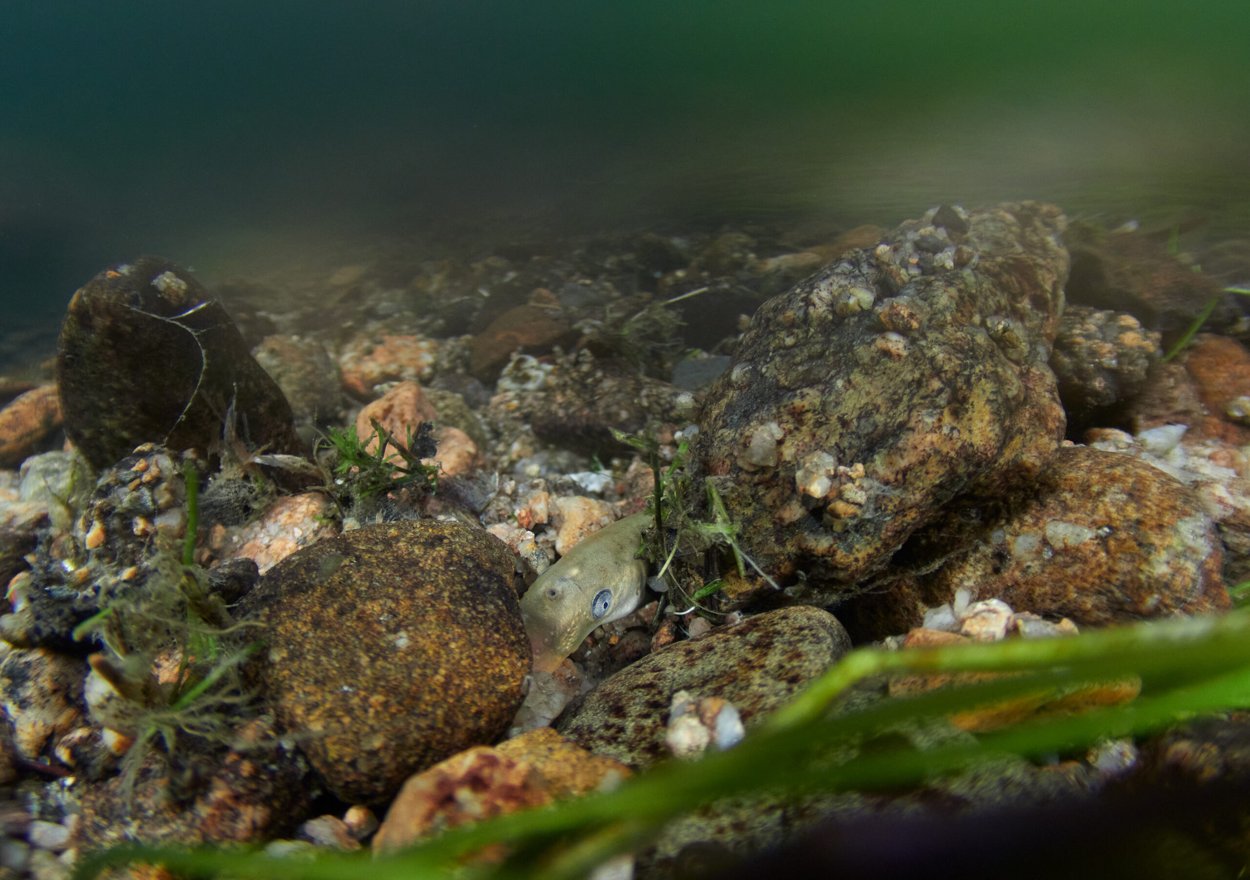 Lampetra planeri mihule potoční underwater pod hladinou dive freedive