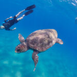 Freediving Yacht Greece Ionian sea diving underwater jónské moře pod hladinou