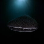 Hanifaru Bay freediving Maledives underwater diving