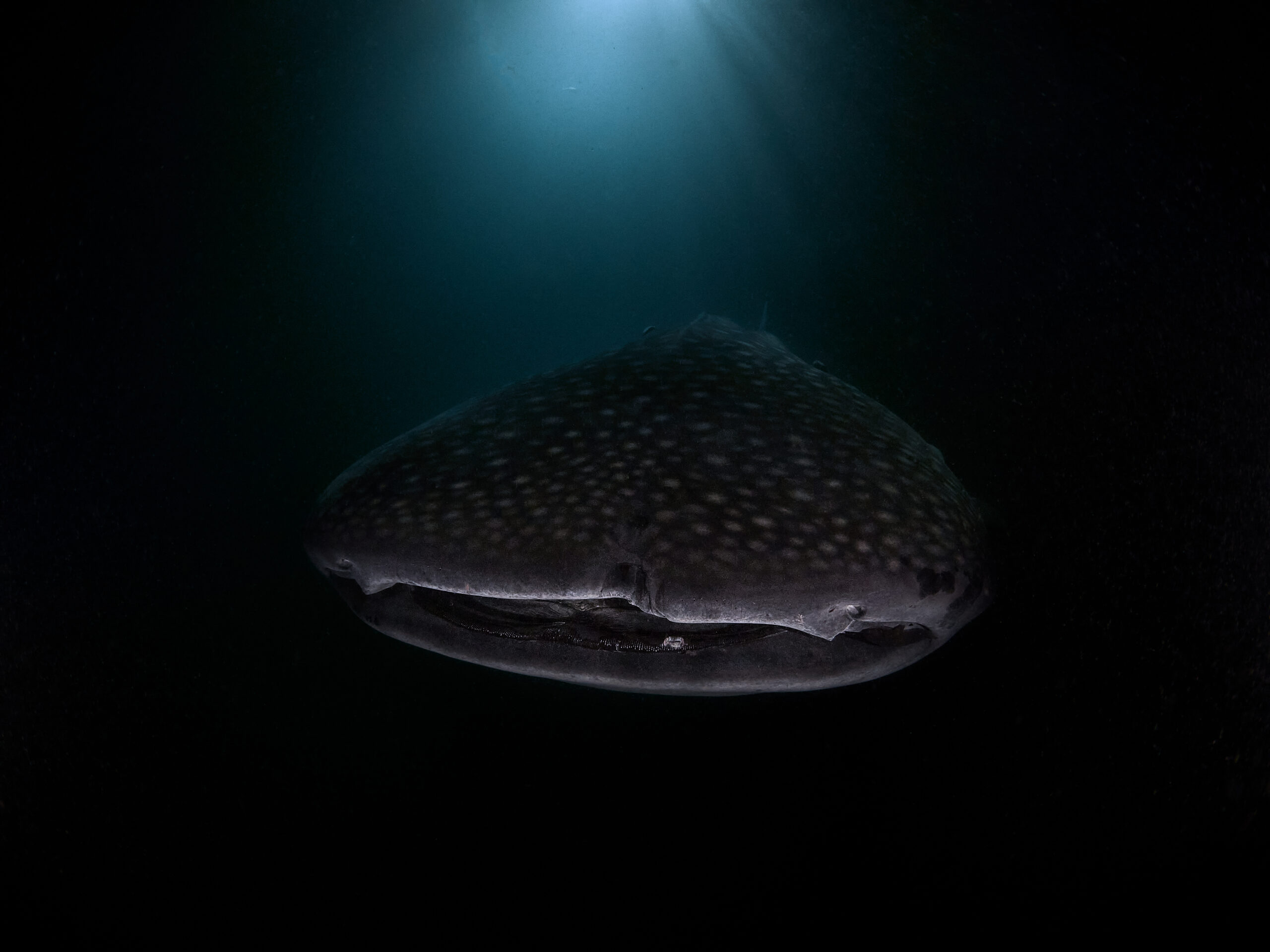 Hanifaru Bay freediving Maledives underwater diving 