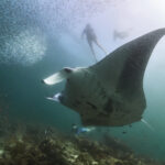 Hanifaru Bay freediving Maledives underwater diving