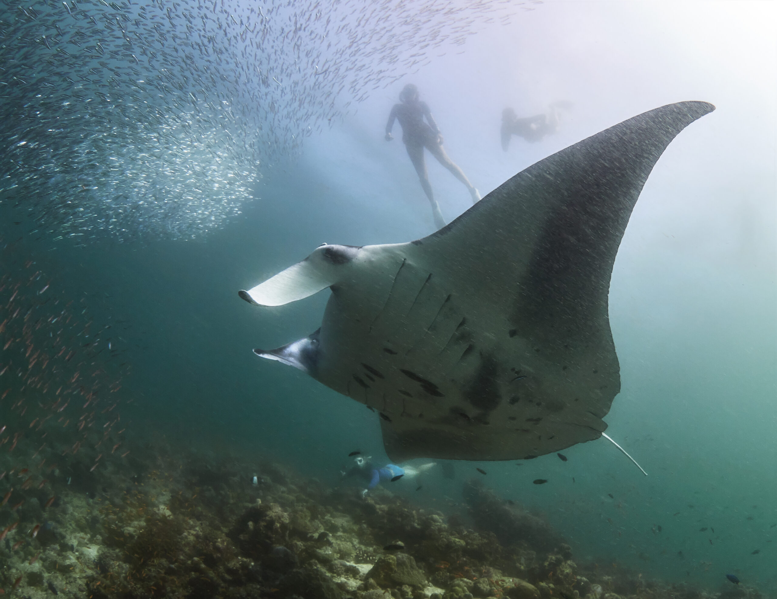 Hanifaru Bay freediving Maledives underwater diving 