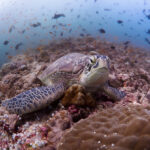 Hanifaru Bay freediving Maledives underwater diving