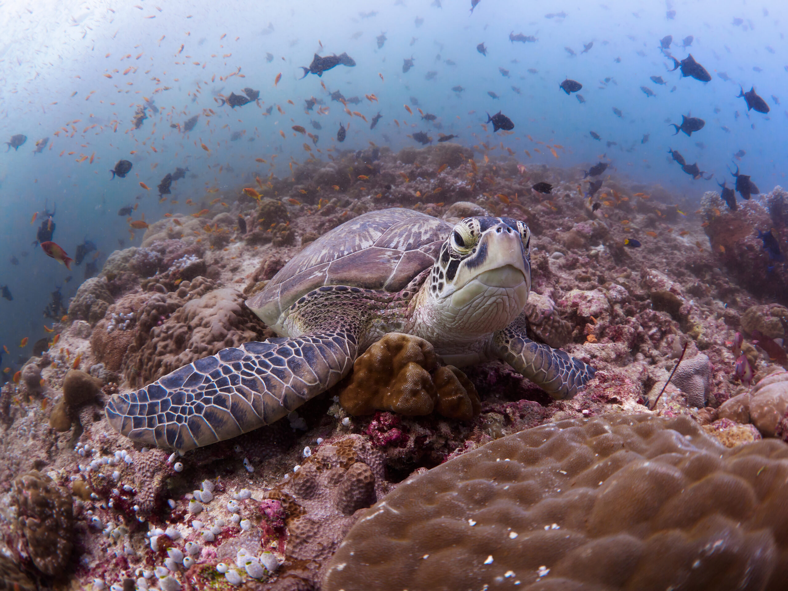 Hanifaru Bay freediving Maledives underwater diving 