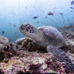 Hanifaru Bay freediving Maledives underwater diving