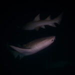 Hanifaru Bay freediving Maledives underwater diving