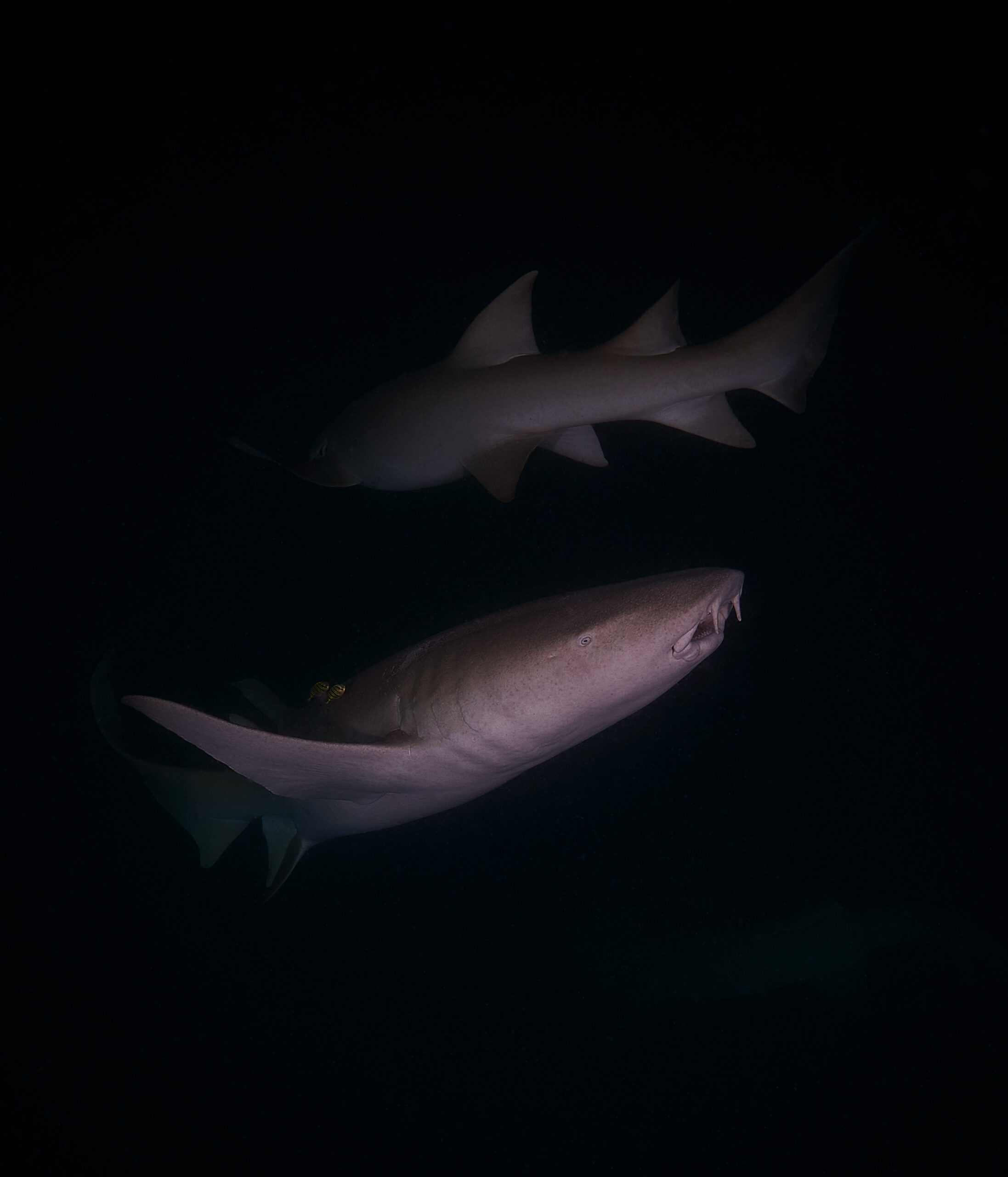 Hanifaru Bay freediving Maledives underwater diving 