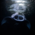 Hanifaru Bay freediving Maledives underwater diving