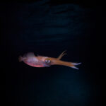 Hanifaru Bay freediving Maledives underwater diving