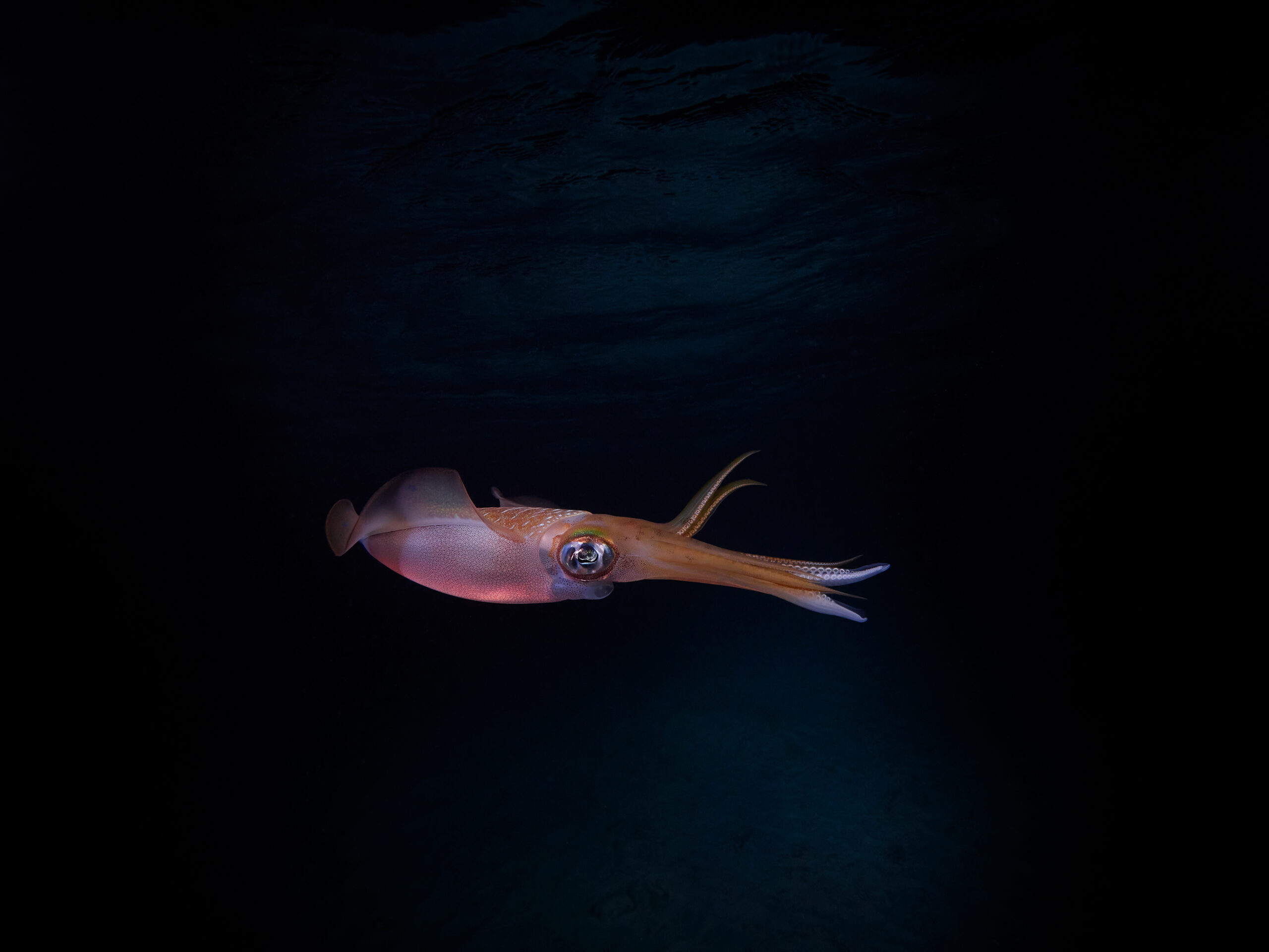 Hanifaru Bay freediving Maledives underwater diving 