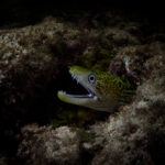 Hanifaru Bay freediving Maledives underwater diving