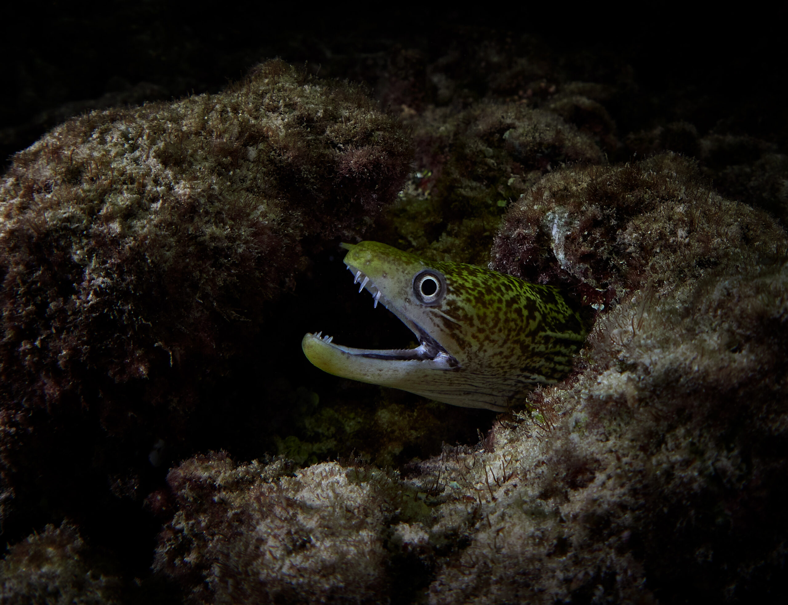 Hanifaru Bay freediving Maledives underwater diving 