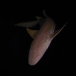 Hanifaru Bay freediving Maledives underwater diving