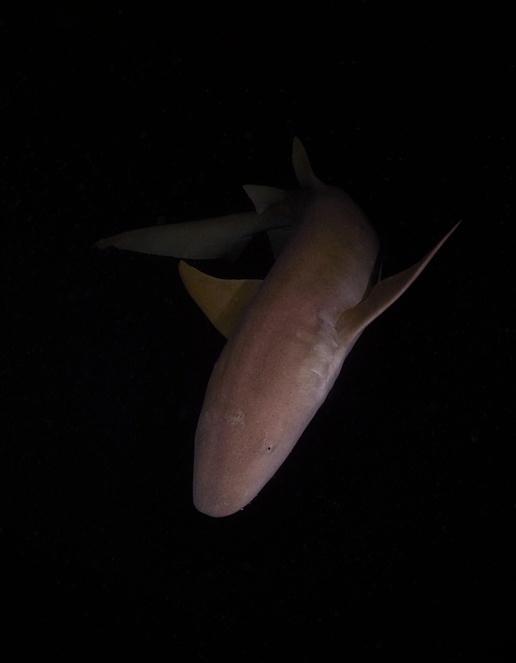 Hanifaru Bay freediving Maledives underwater diving 
