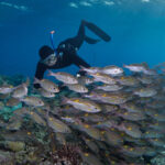 Hanifaru Bay freediving Maledives underwater diving