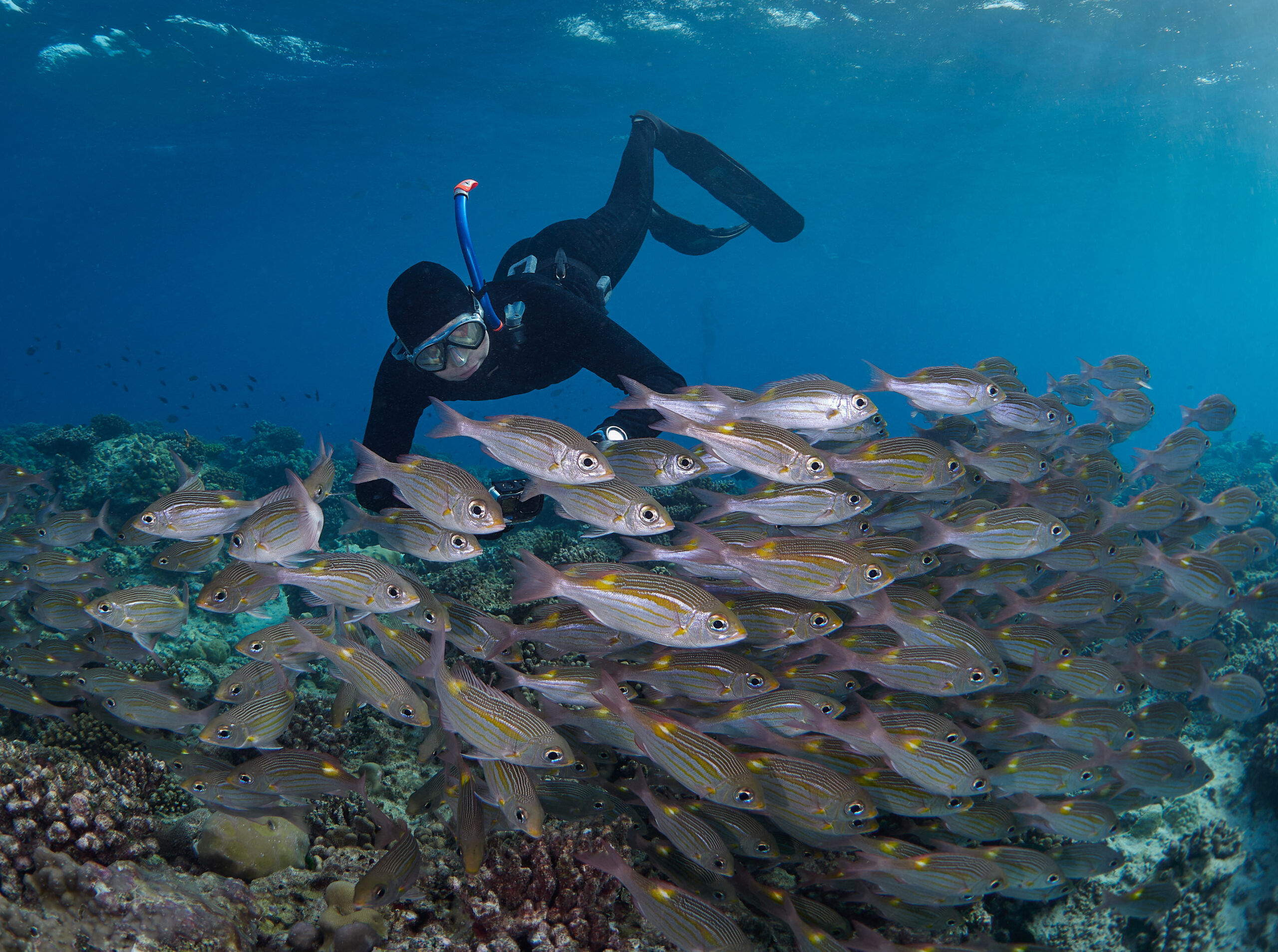 Hanifaru Bay freediving Maledives underwater diving 