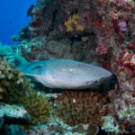 Hanifaru bay freediving underwater diving